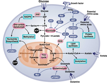 7 Cancer Pathways Simply Explained